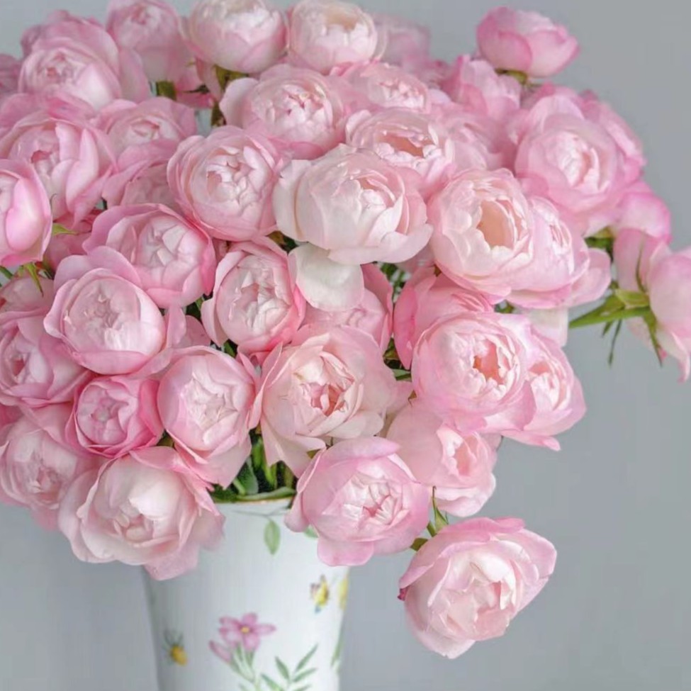 草莓杏仁饼--稀有多头玫瑰--具体看直播间展示