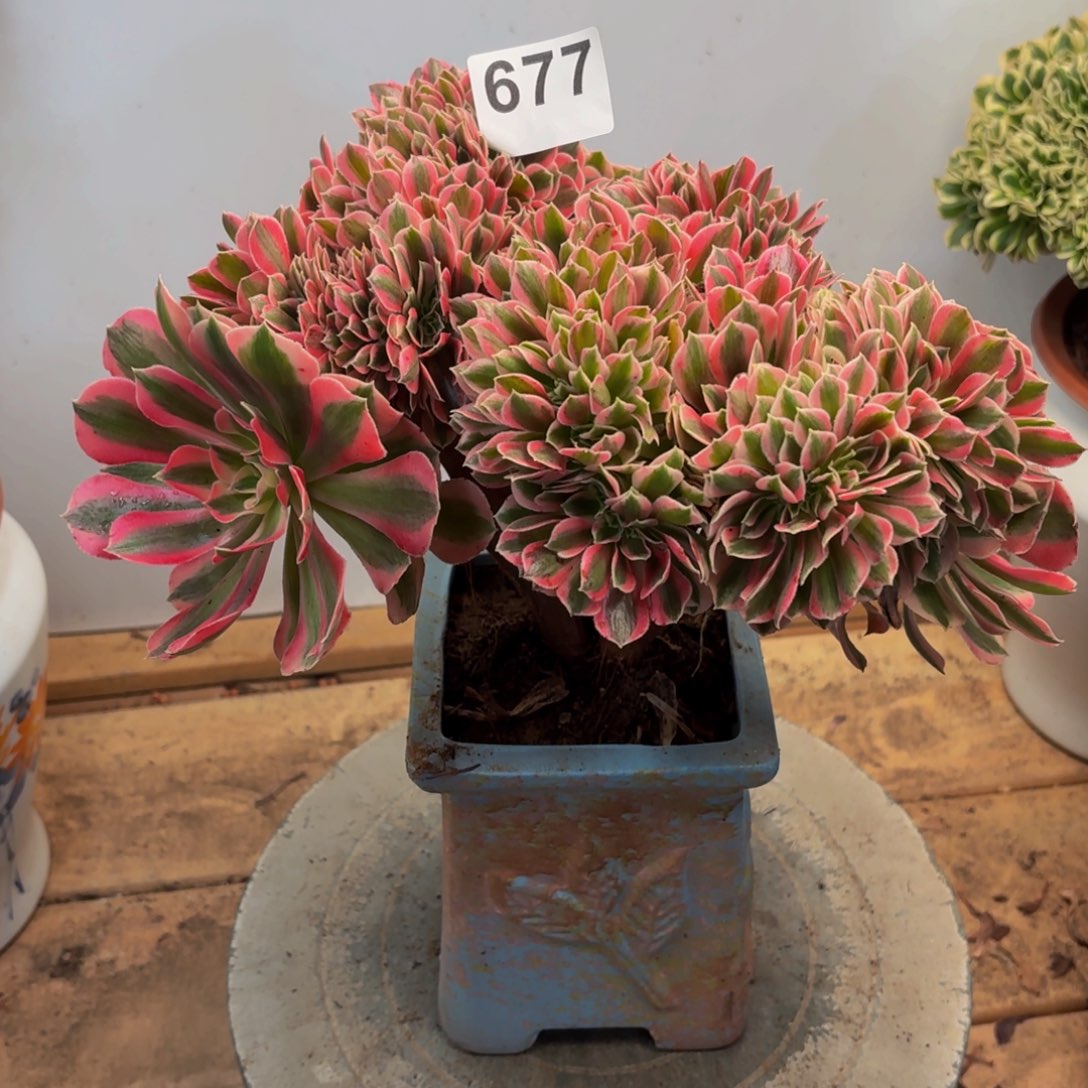 多肉法师分女巫缀677