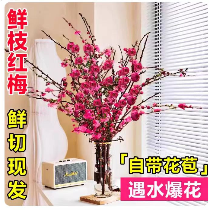 【春节开花】新年年宵花卉红梅干枝水培鲜花真花开花快好养易活花卉