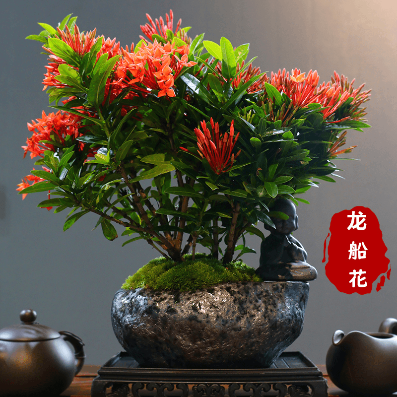 意境-海岛龙船花盆景新中式室内好养桌面摆件绿植花卉盆栽鲜活