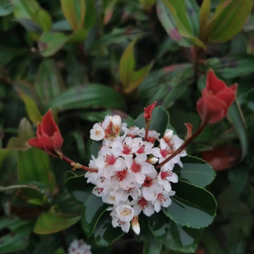 海岛春花，栀子花小老桩微盆景直播链接，一物一拍