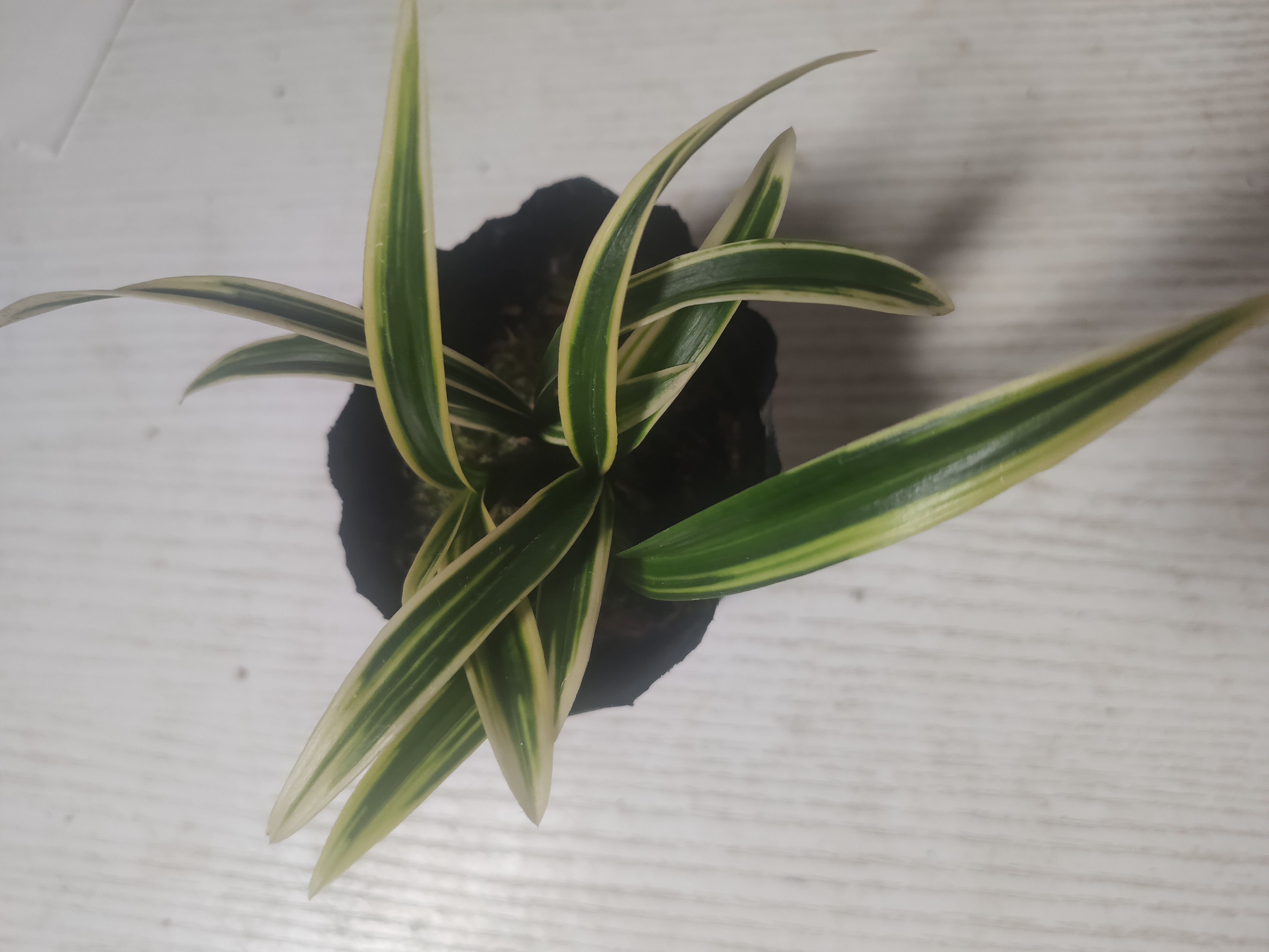 墨兰铭品艺草双美人组培种苗花艺双全开花浓香好养易活