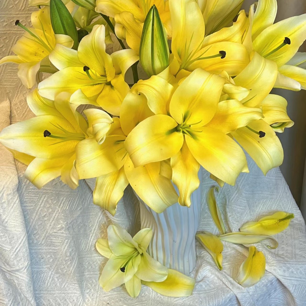 【黄天霸】香水百合盆栽 云南高端兰花 年宵花