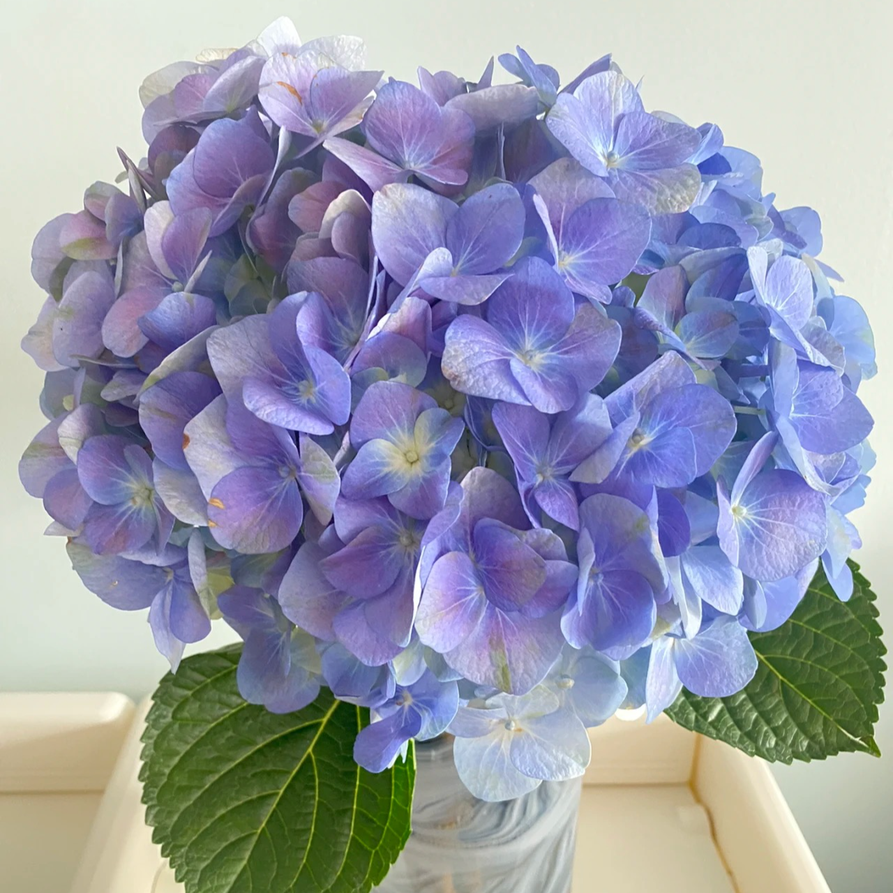 【帝沃力YM】高档绣球无尽夏阳台庭院别墅花园植物多年生