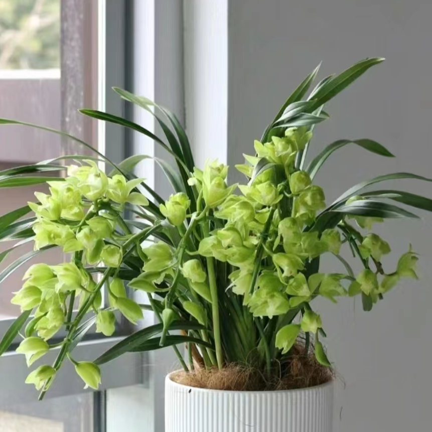 【绿精灵】大花惠兰 云南高原兰花 花期长 年宵花