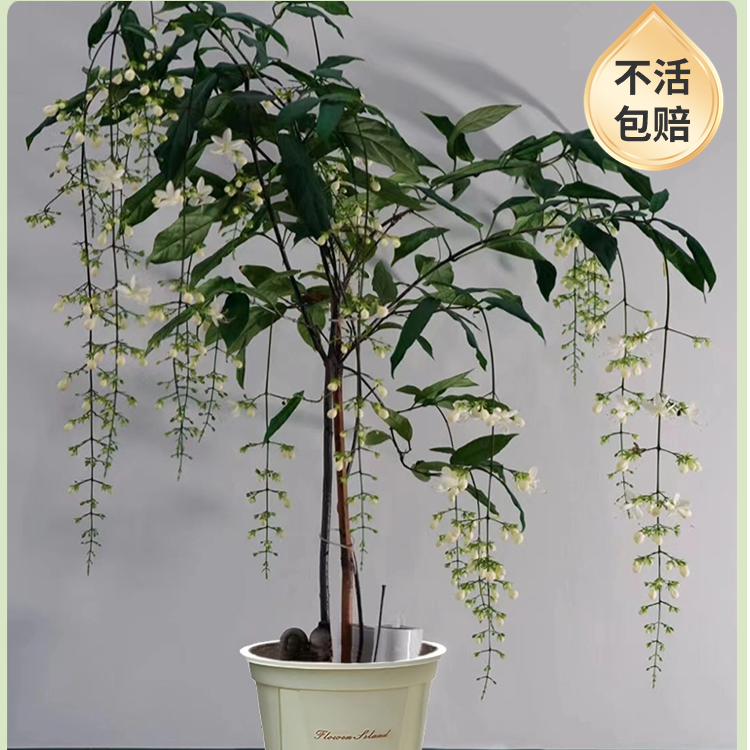 【垂丝茉莉】办公室居家盆栽 云南高原兰花 花期长 年宵花