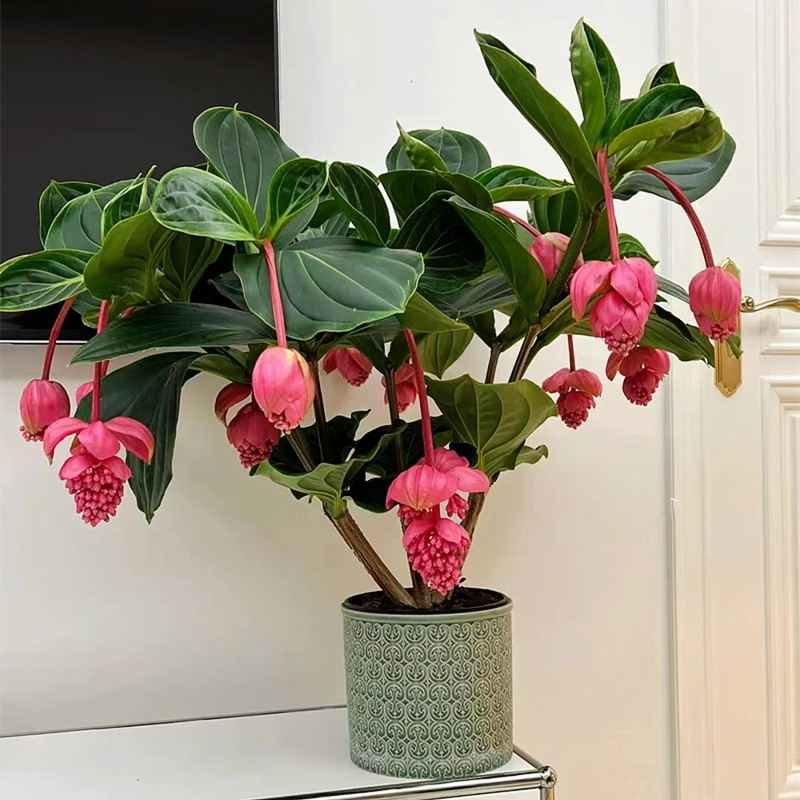 【宝莲灯】荷兰进口宝莲灯 开花植物室内盆栽植物吸甲醛客厅