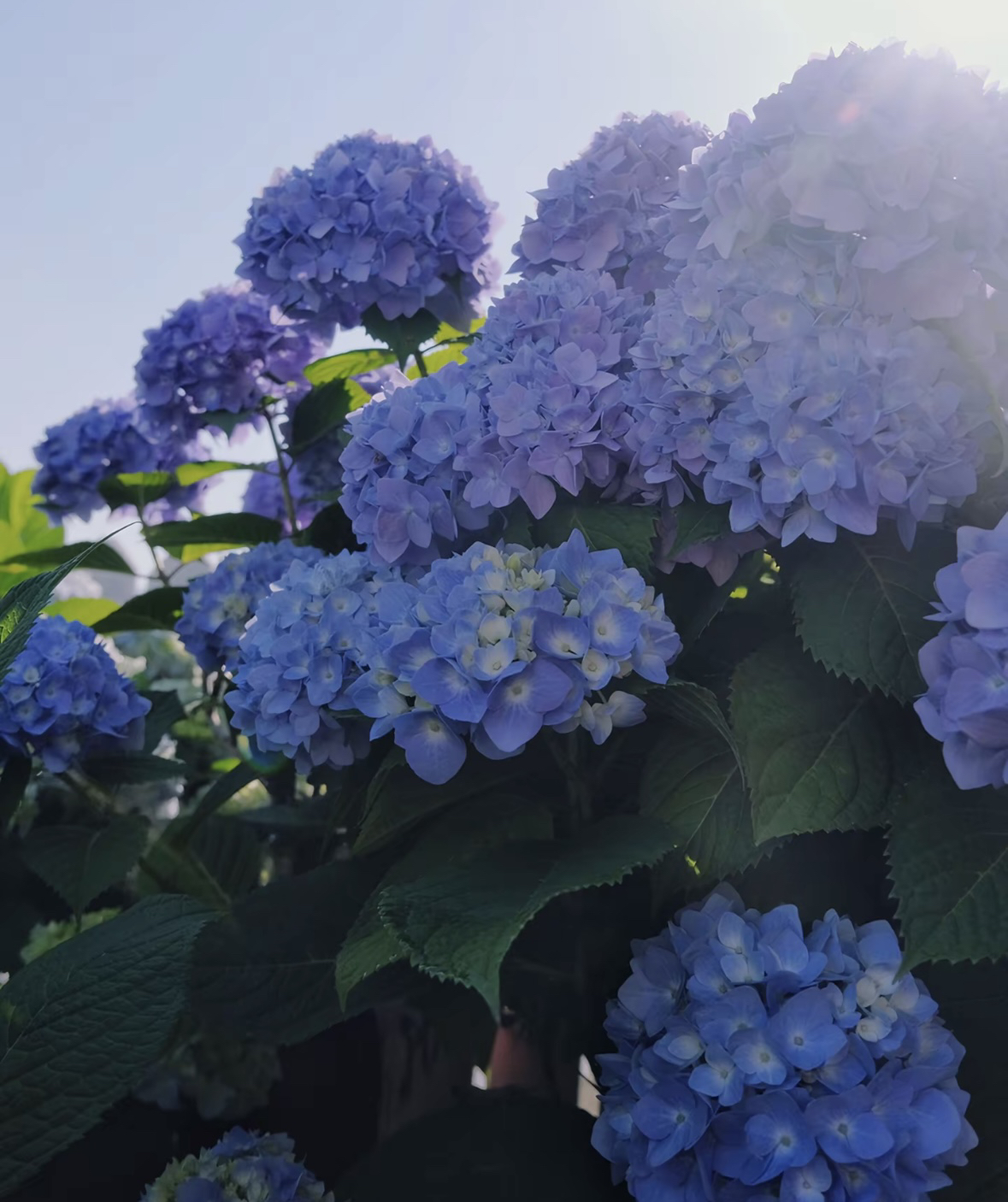 【拾·玖】蓝色无尽夏绣球 花海必选 颜色丰富一年开多次 新老枝开花