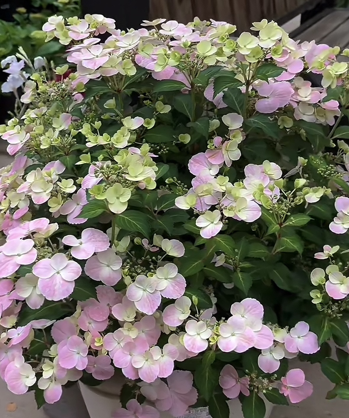 【拾·玖】爬藤绣球逃跑新娘 庭院造花墙花柱拱门 新老枝开花