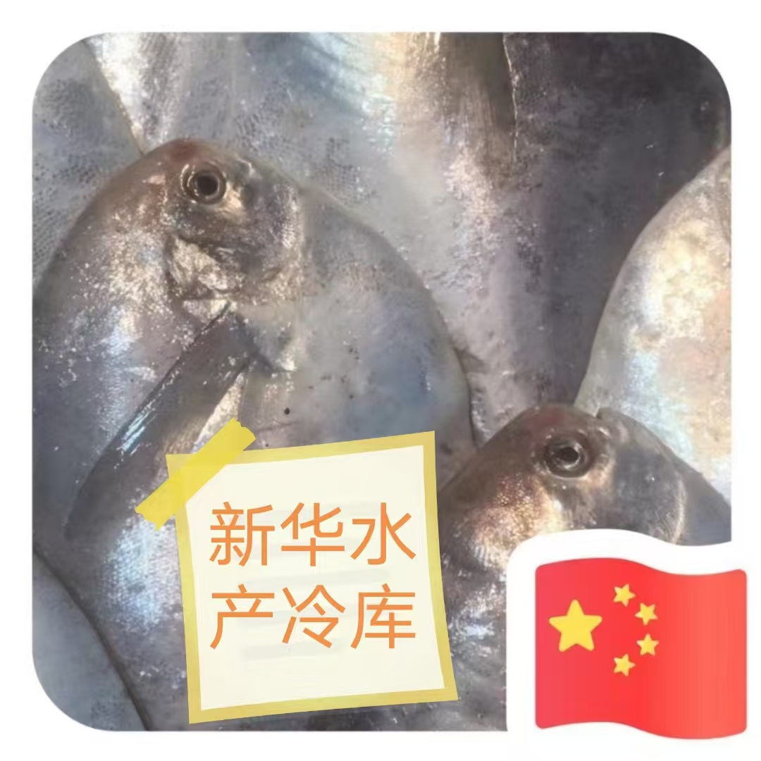 鲳鱼东海特产营养肉质美味6-8两/条