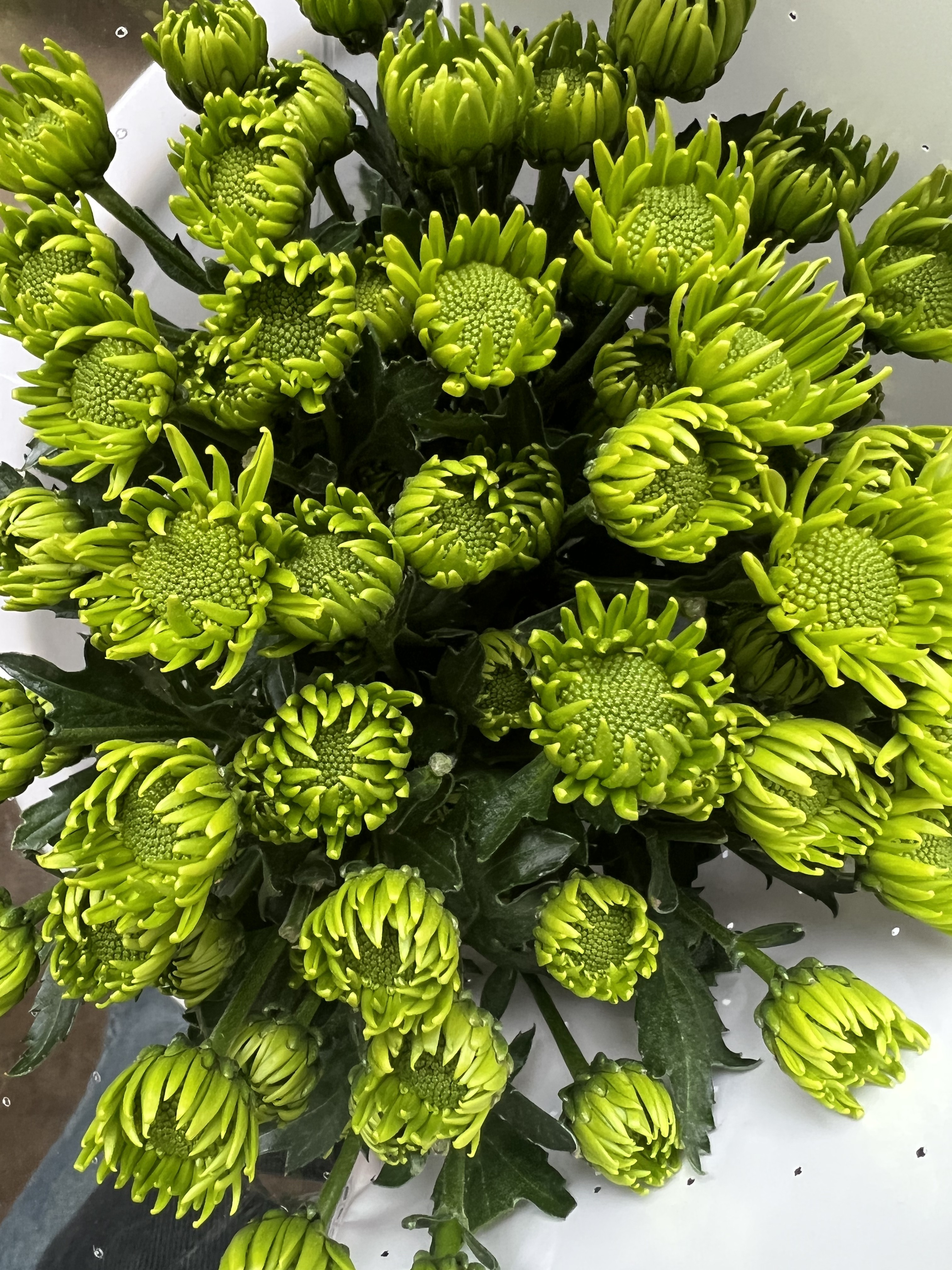 云南可爱花卉基地直发（绿精灵）