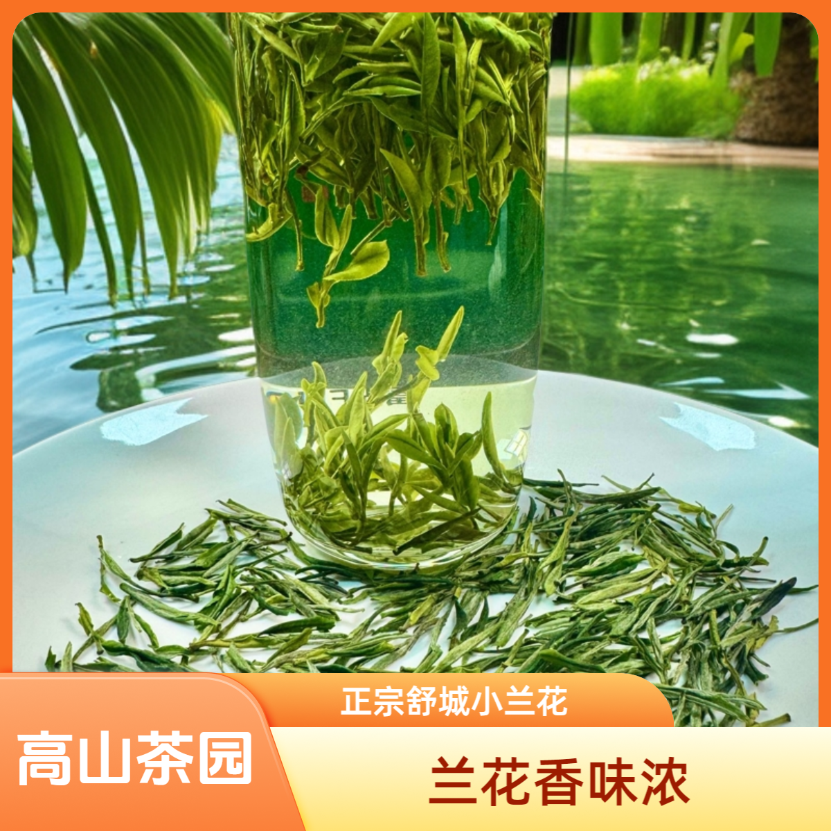 4号  2025安徽六安市舒城小兰花4号-安徽皖府茶业农民合作社出品
