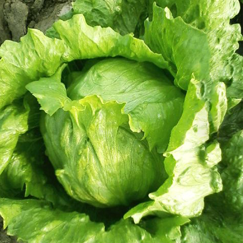 【结球生菜种子】球生青菜包心球脆甜生吃形球种四季种植盆栽蔬菜R