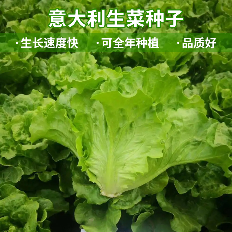 【意大利生菜种子】水培速生奶油青菜生吃脆甜爽口四季阳台种蔬菜R