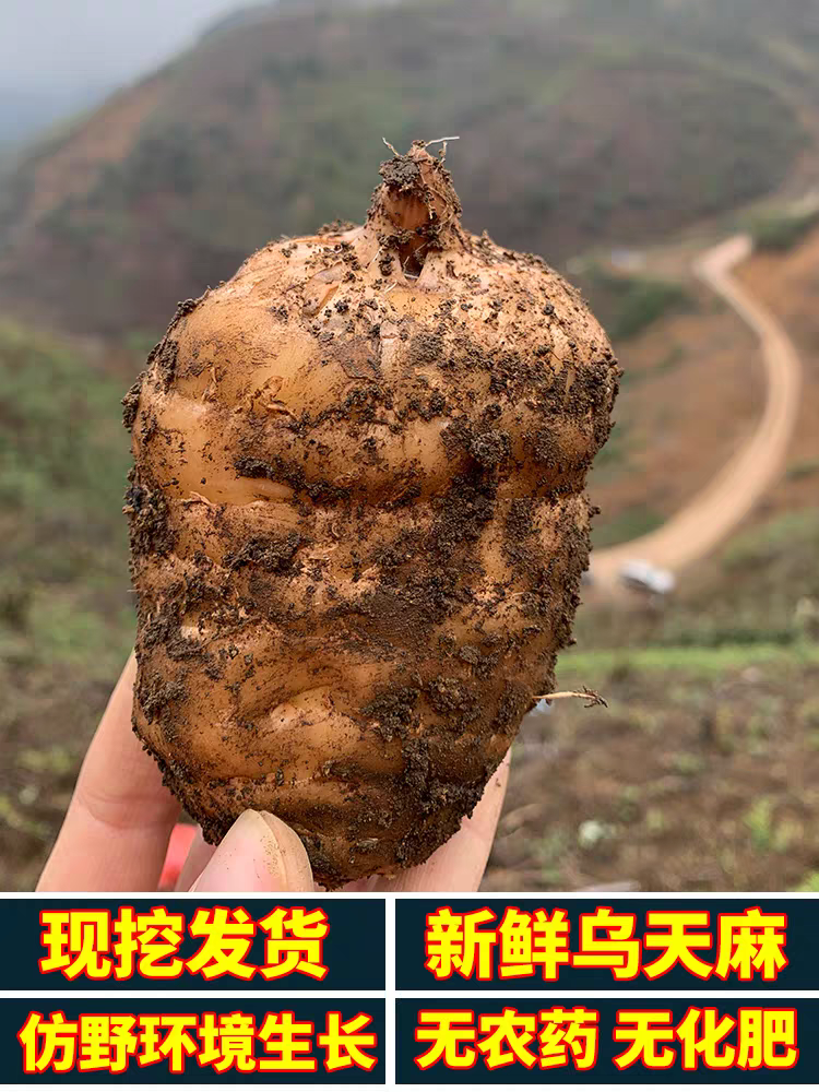 【新鲜天麻】云南昭通小草坝天麻1-5斤原产地精选原生态三年乌天麻