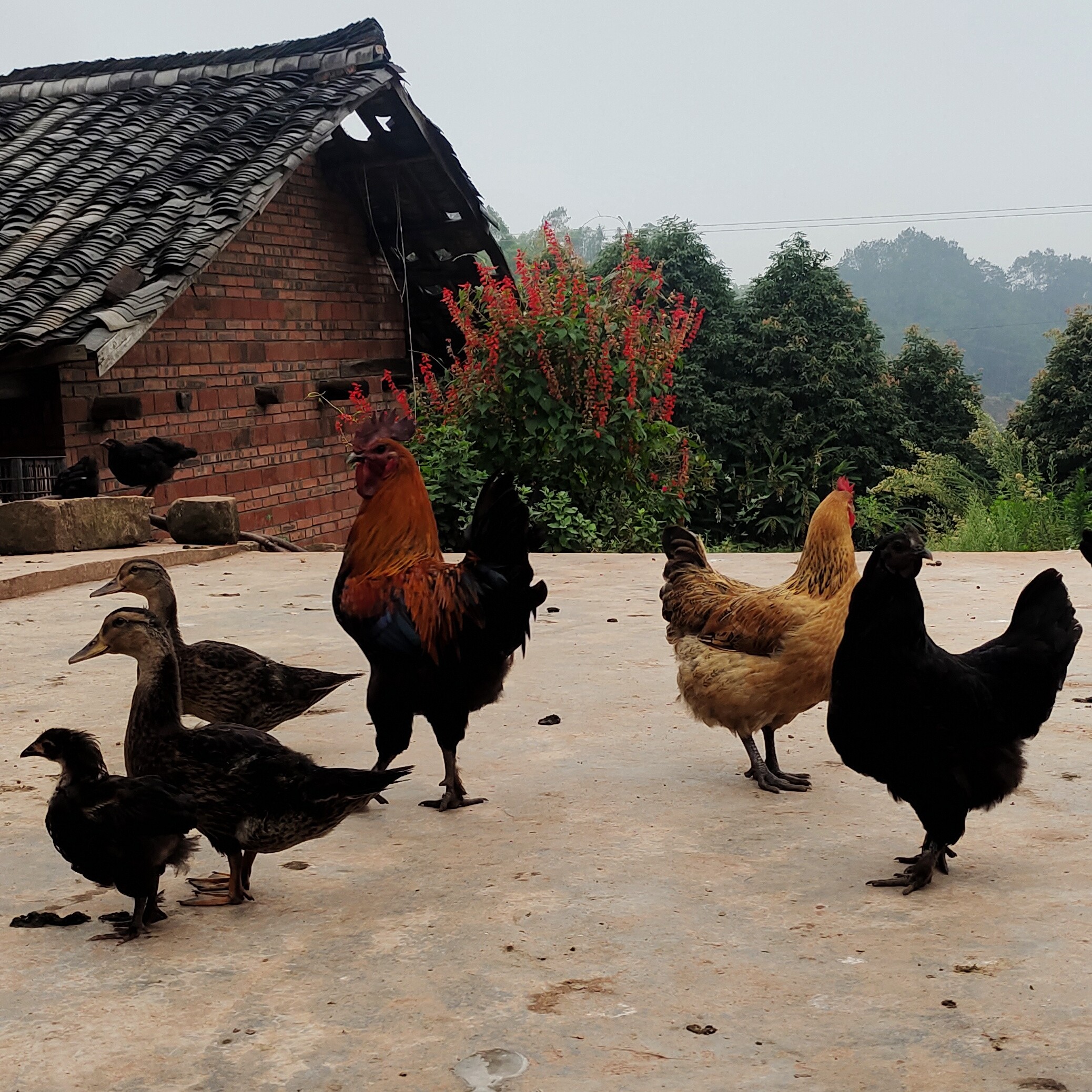 农家粮食散养一年左右，鸡、鸭、饿 包冰率不含冰