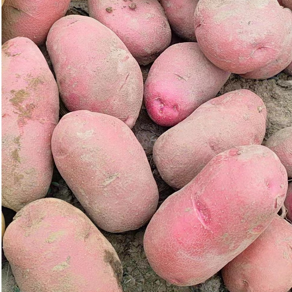 【甘肃定西红皮土豆】2025年高原旱地新土豆9斤包邮原产地直发