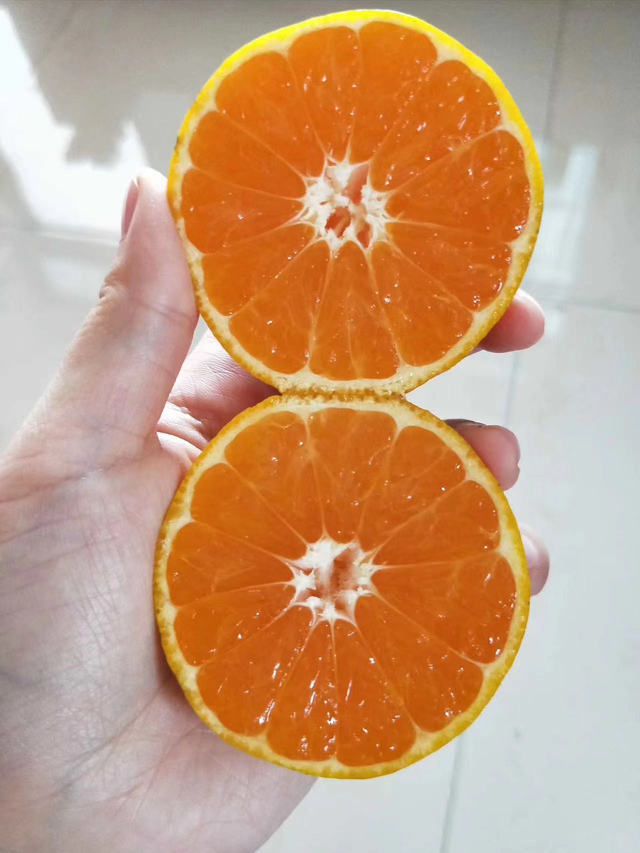 品尝装正宗临海高山涌泉蜜桔试吃核心产区涌泉镇外岙村自家桔园