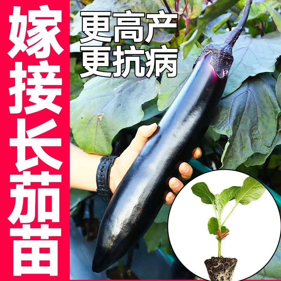 高产嫁接茄子秧苗四季蔬菜苗带土球盆栽蔬菜苗