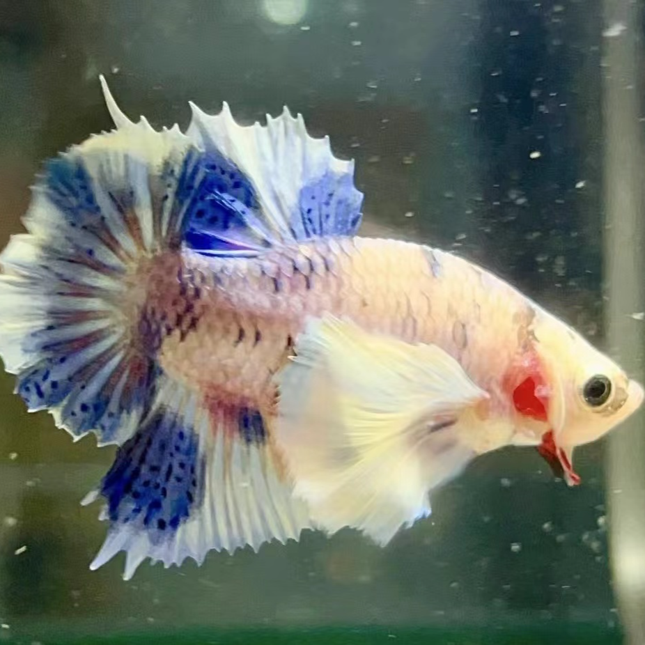 泰国斗鱼漫画大耳将军母绣球母鱼糖果As级赛级小型热带淡水观赏鱼