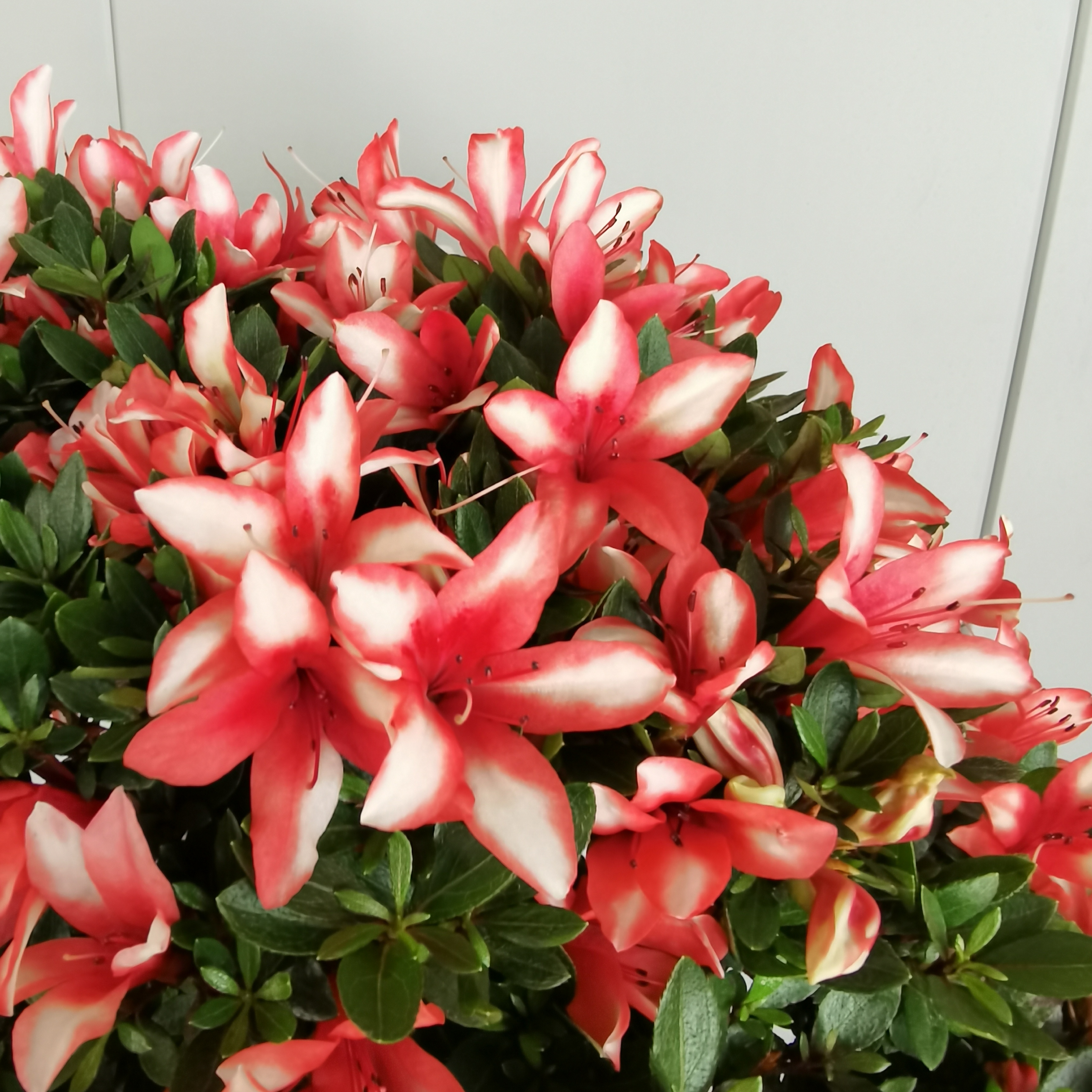 （10000以下拍此链接）皋月杜鹃盆景，一物一拍，链接只限直播间使用