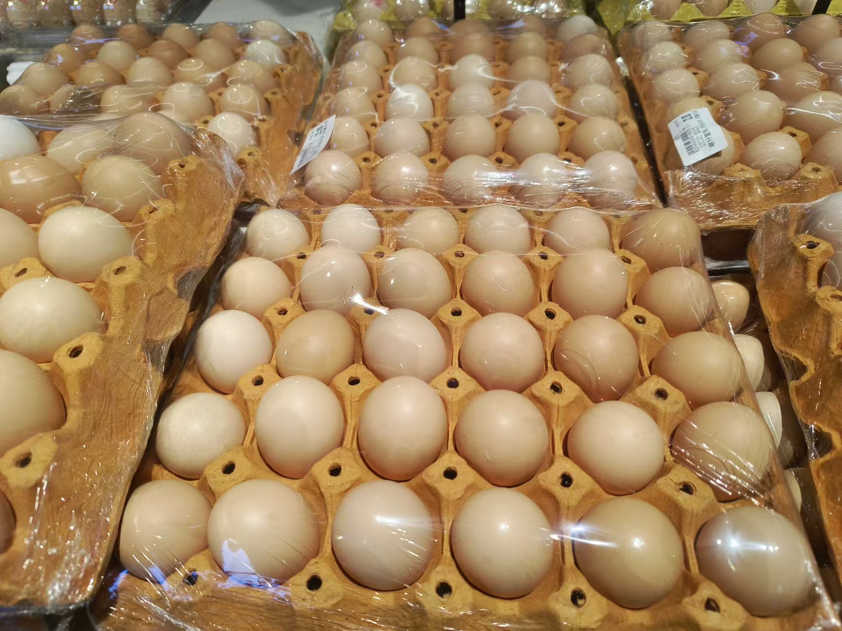 鲜鸡蛋    22.8/板