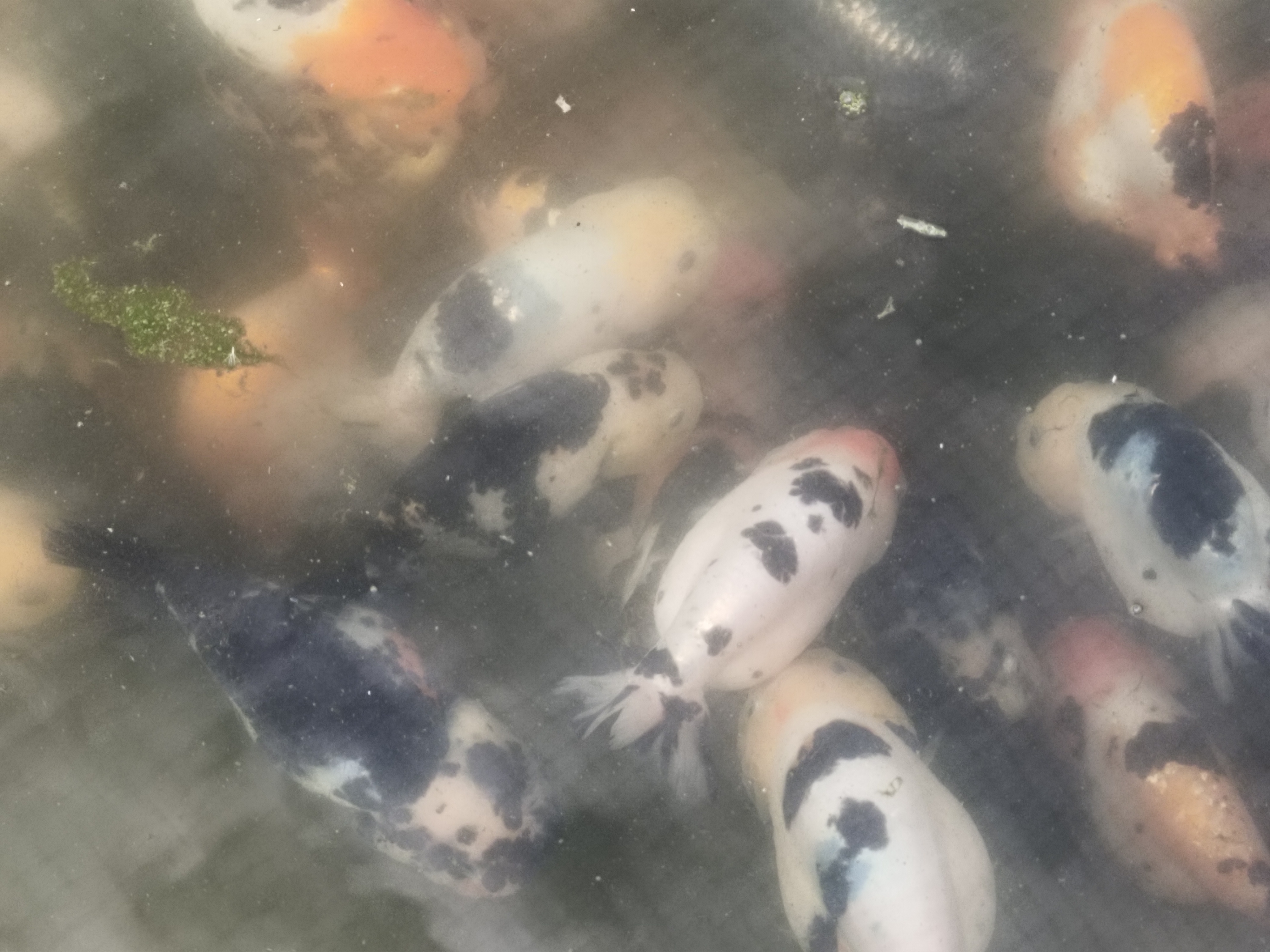 兰寿金鱼泰狮观赏鱼