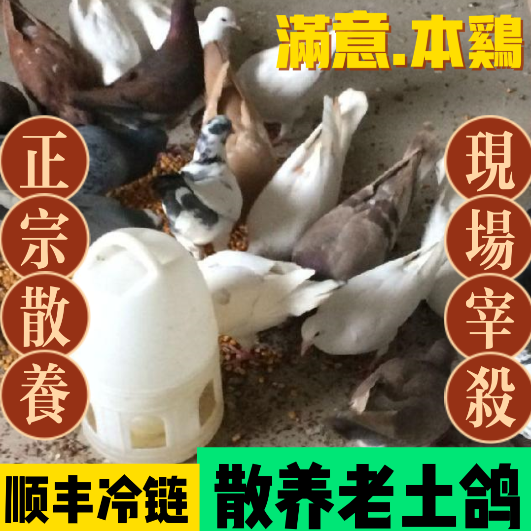 《满意本鸡》正宗散养土鸽，现场抓，宰杀顺丰冷链
