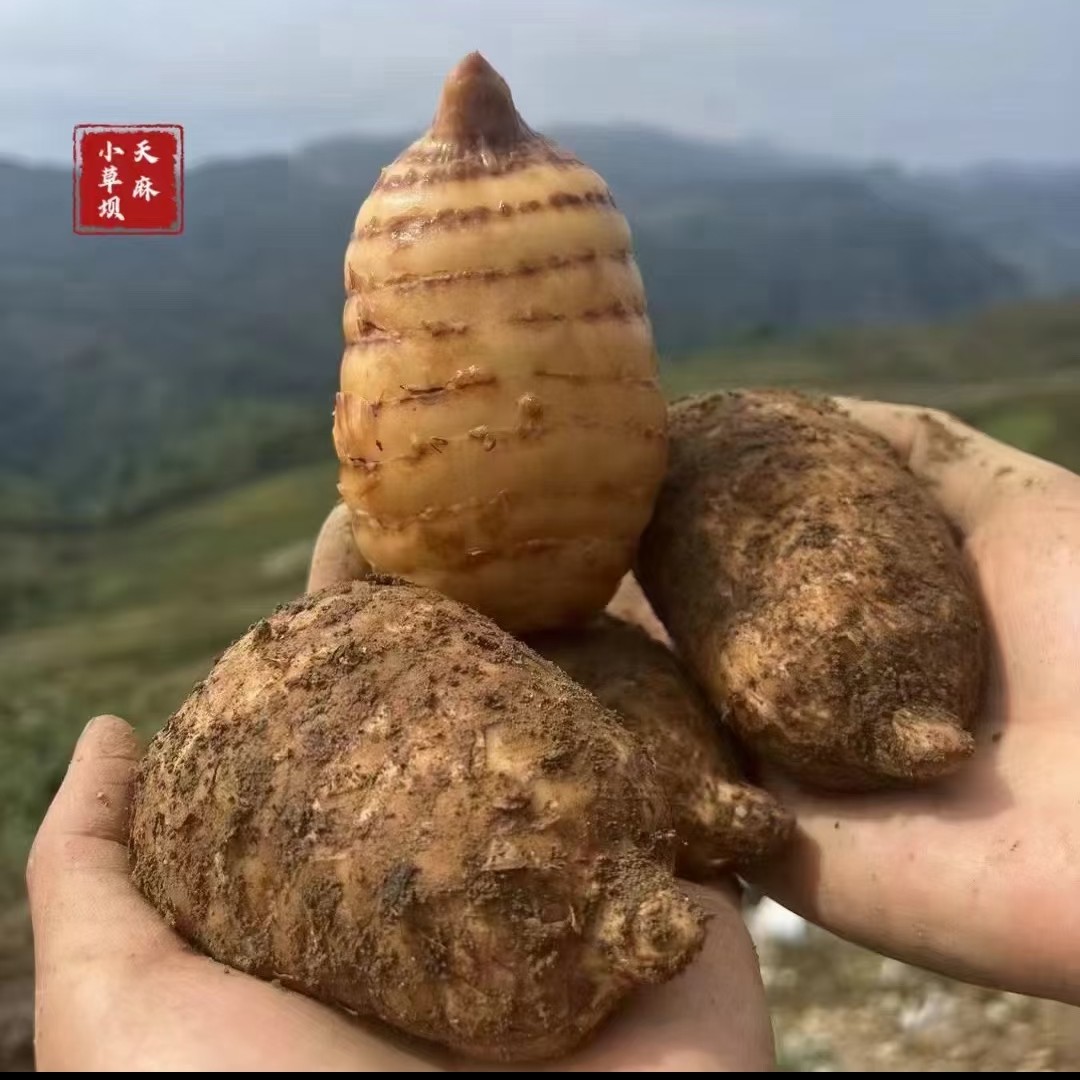 小草坝的天麻 炖鸡炖排骨