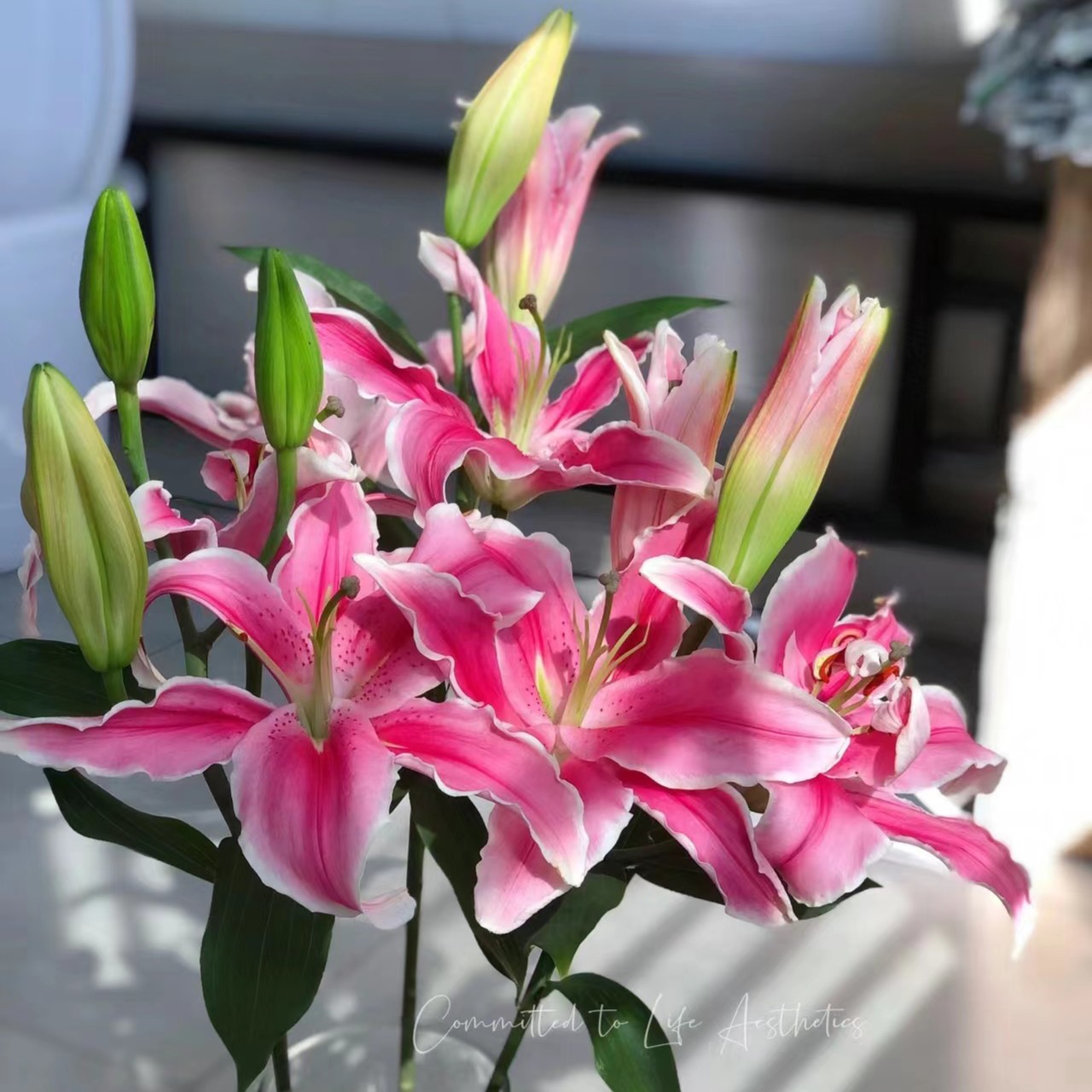 云南鲜切花粉色单瓣百合修剪使用【带营养液+醒花教程】