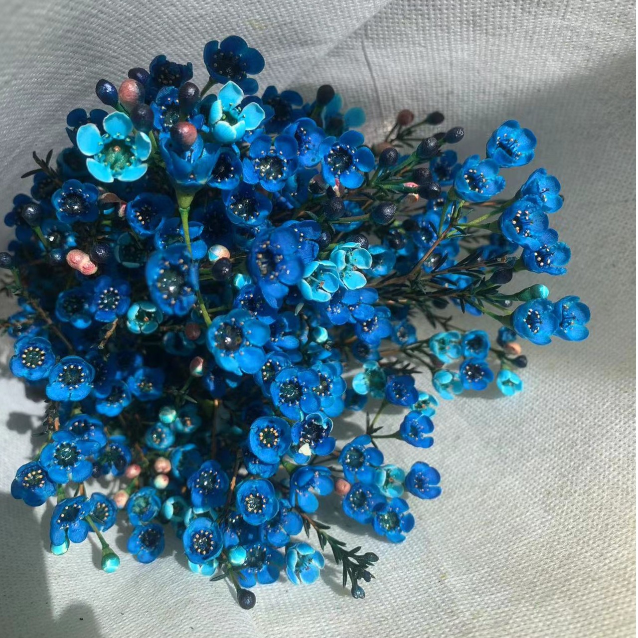 云南昆明鲜切花腊梅1扎修剪使用大花十字