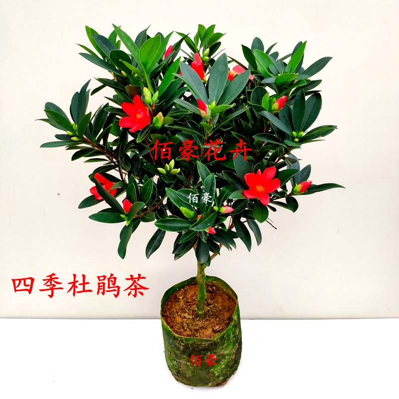 佰豪杜鹃红山茶花盆栽正宗四季茶花阳台杜鹃山茶花办公室四季山茶