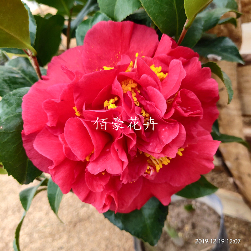 克瑞墨大红花开花带香味四季室内花卉茶花盆栽绿植山茶花大棵好养