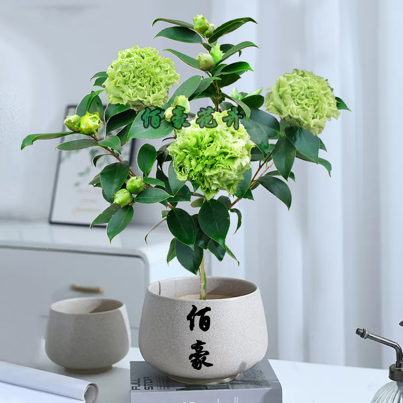 佰豪正宗绿可娜茶花名贵品牌室内庭院盆栽阳台花卉精选名贵茶花