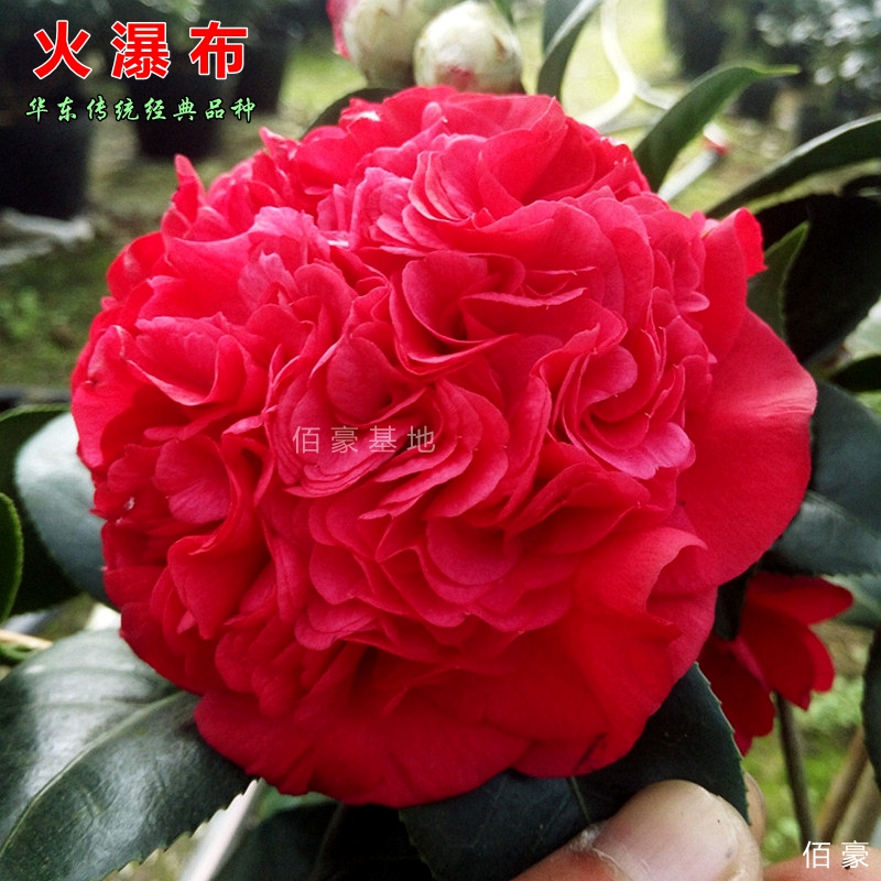 佰豪火瀑布山茶花盆栽大红色花室内花卉阳台客厅植物大型绿植精选