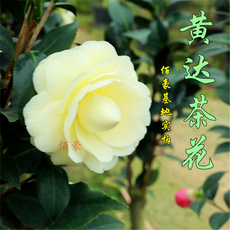 佰豪黄达茶花盆栽四季绿植室内品牌花卉黄色稀有庭院绿植当年开花