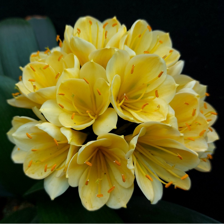 奇异君子兰【一物一拍】开花小苗种植