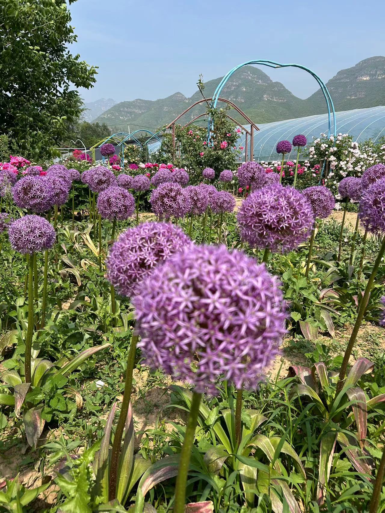 北方地栽耐寒大花葱