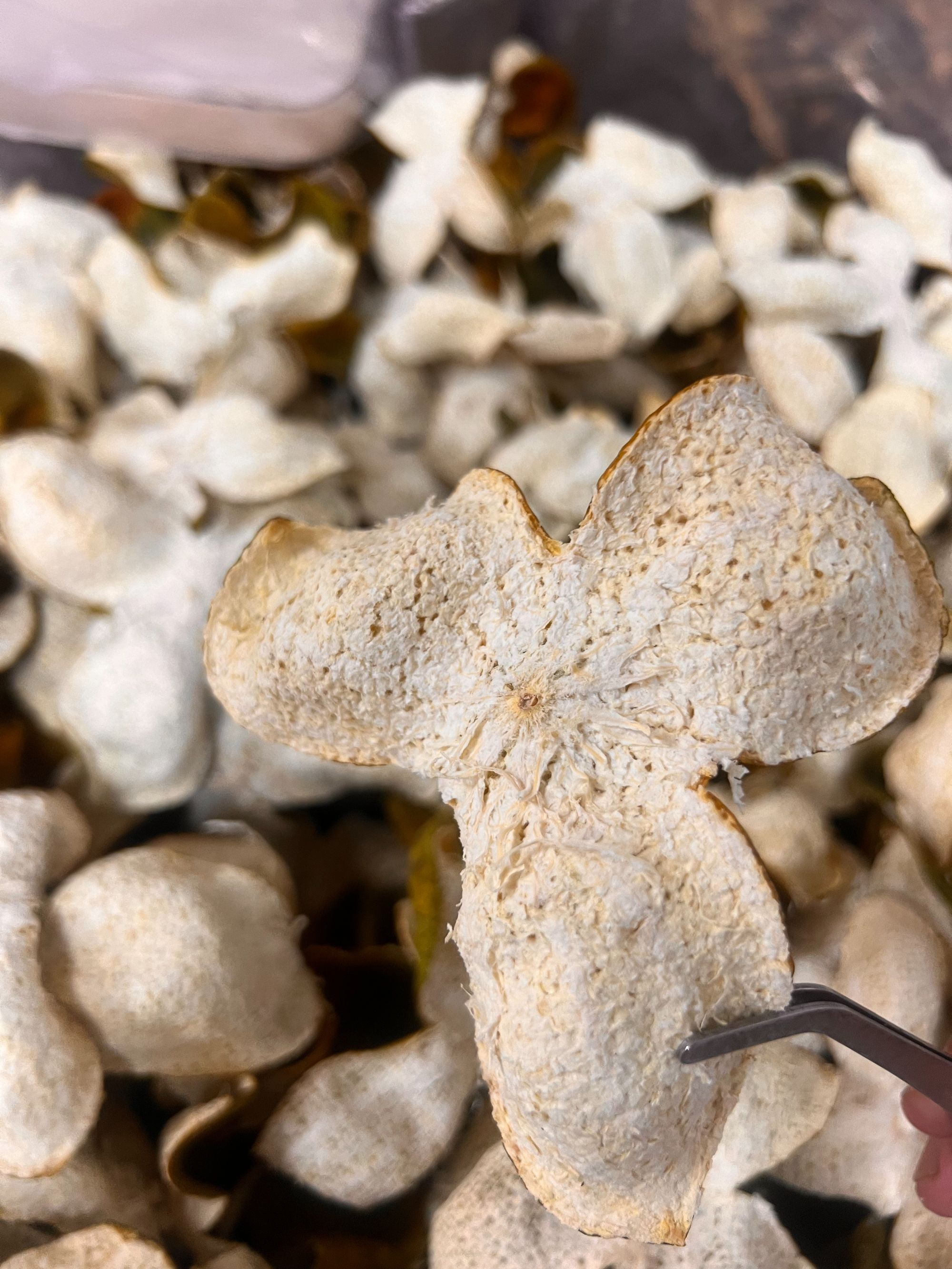 【2024南坦驳枝壮树二红皮】新会南坦新皮天然生晒