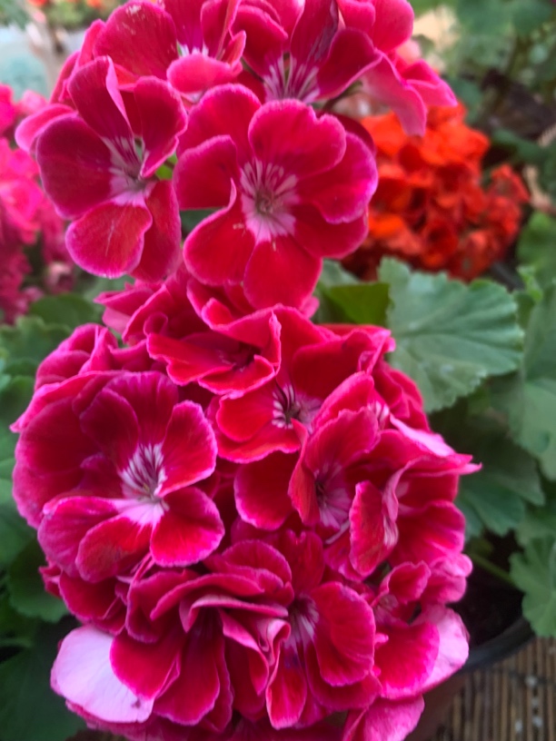 【英雄】  直立天竺葵  130口径中苗 一颗包邮 拍三颗发四颗