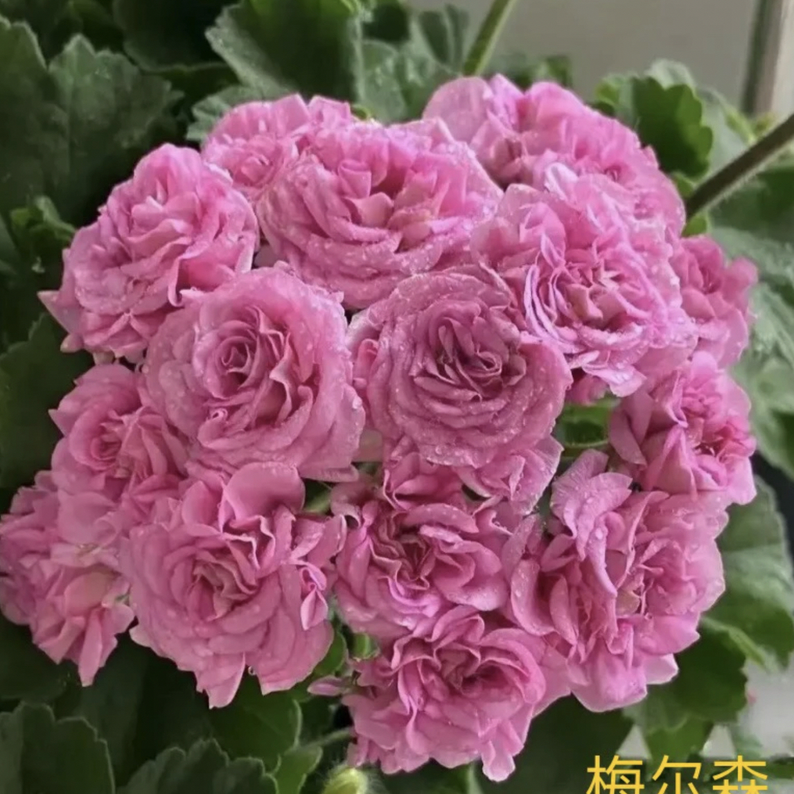 【梅尔森】直立天竺葵包邮 好养