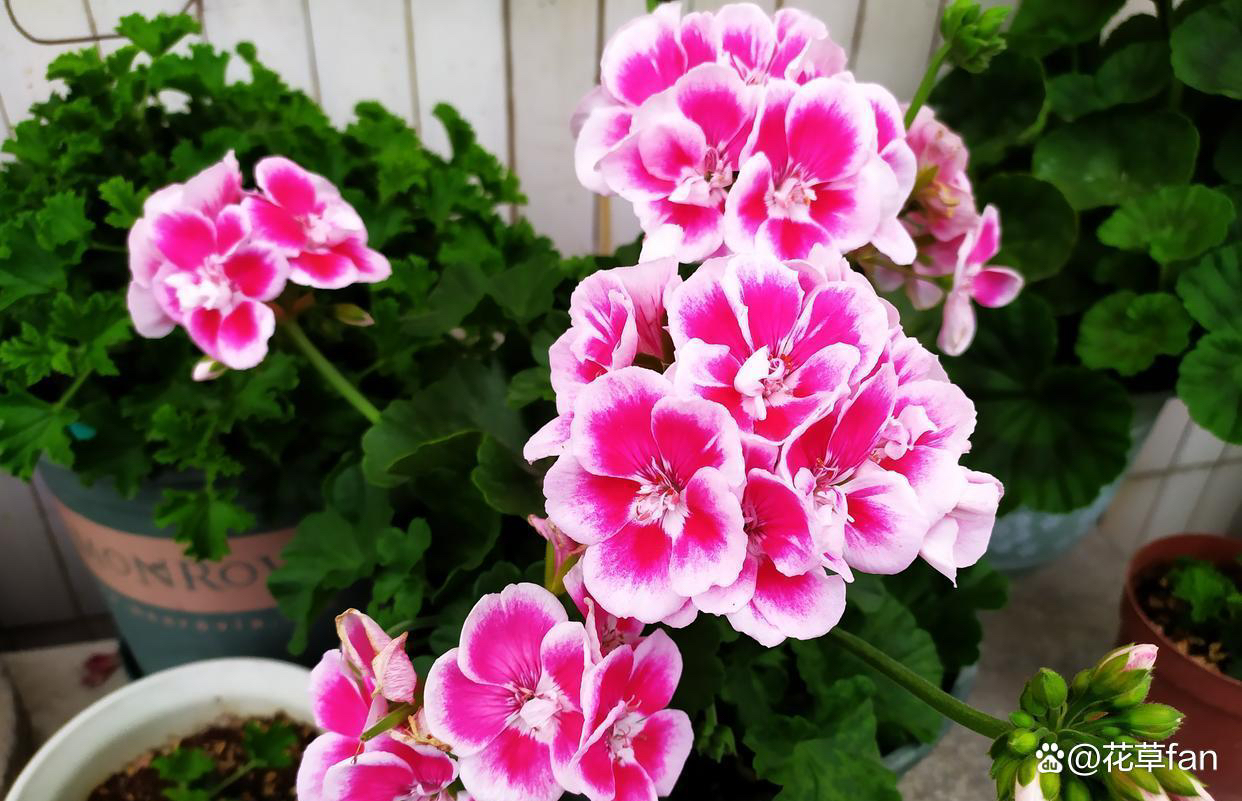 [白飞剑]  直立天竺葵好养  包邮