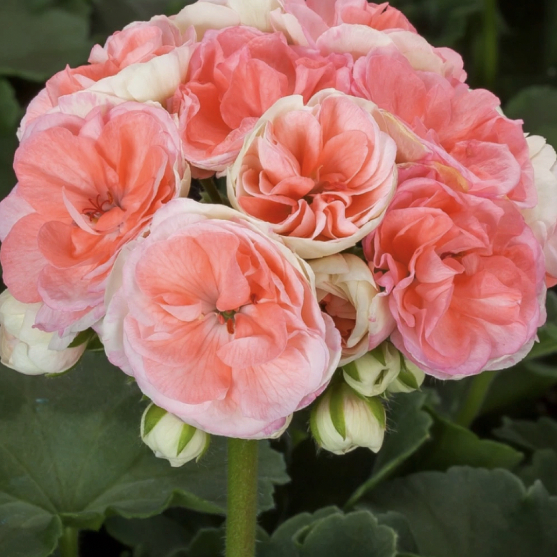 【瑞典玫瑰小姐】 130杯大苗 直立天竺葵 包邮 好养此苗不送