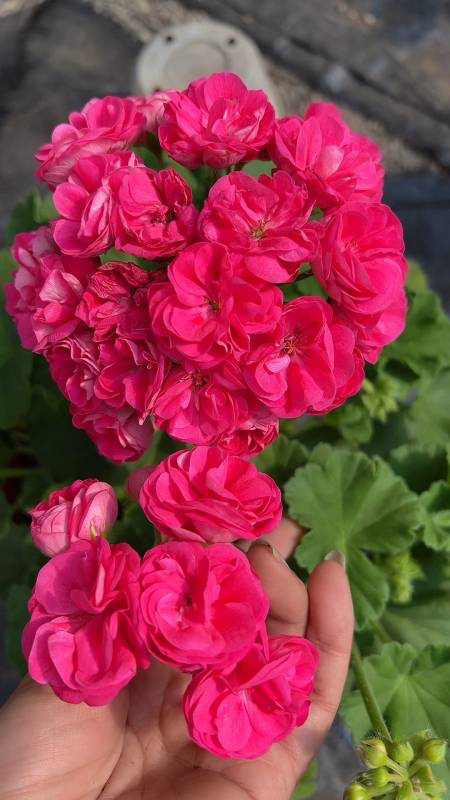 [罗莎琳达]   直立天竺葵 好养  包邮