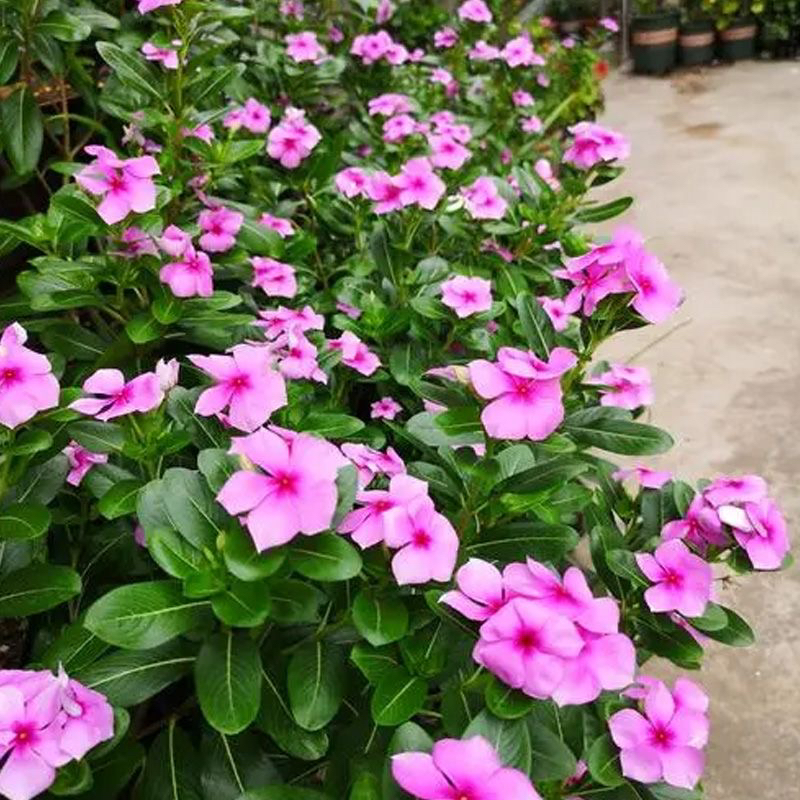 天天开【木本】长春 五瓣梅 四季开花 耐热耐旱