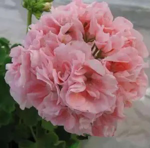 玛贝卡玫瑰 直立天竺葵 一颗包邮 拍三发四