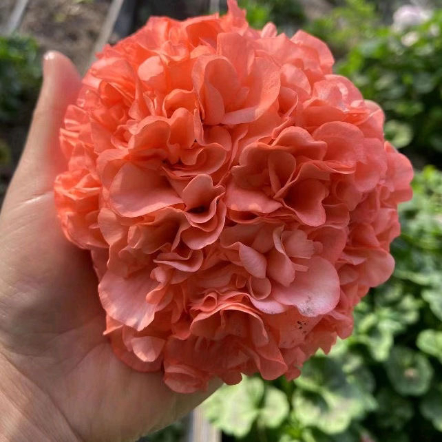 【再见梦想】直立天竺葵 包邮 好养