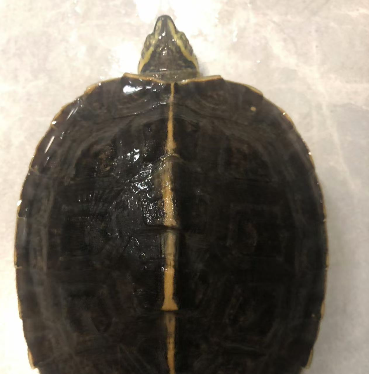 【直播链接】观赏宠物小乌龟