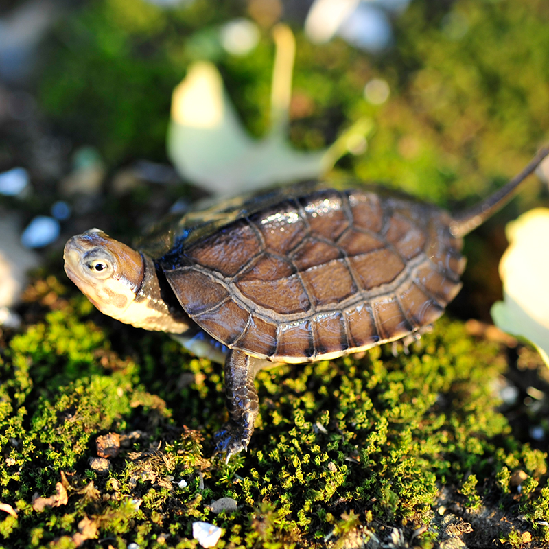 【直播间链接】活体宠物小乌龟