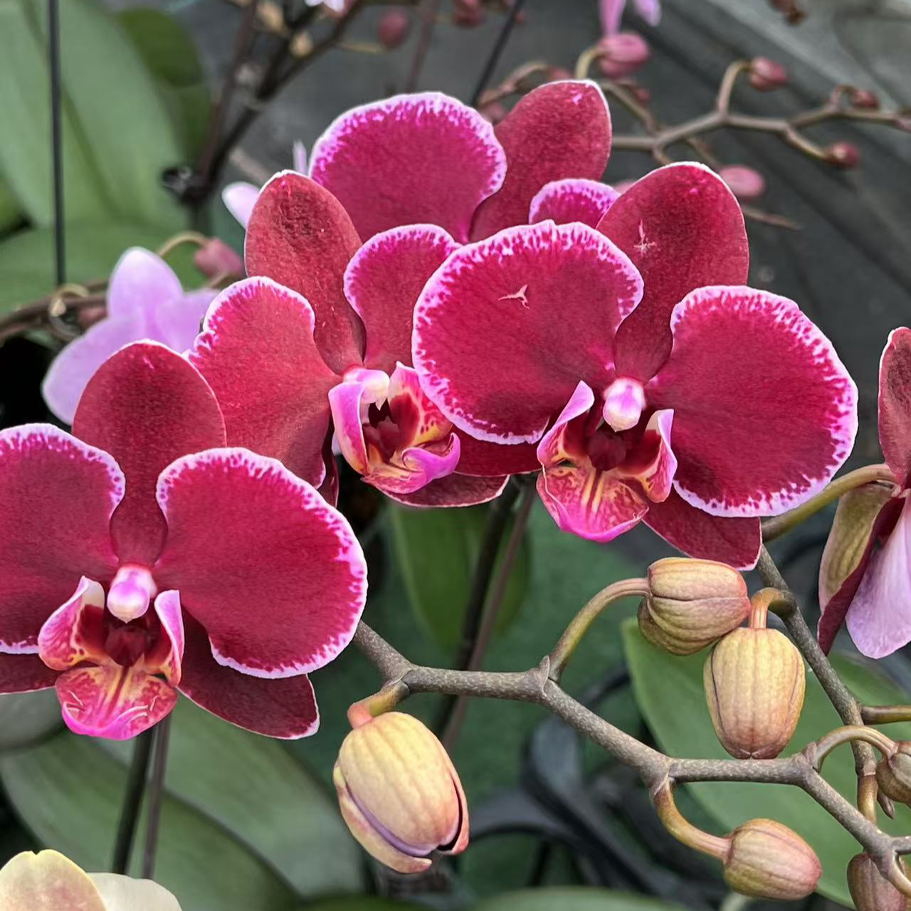 青桔【蒙彼利埃】黑红色白边高品蝴蝶兰 3.5寸杯 带花发货 基地直发